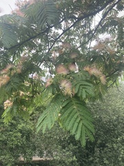 Albizia julibrissin