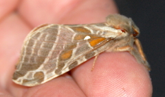 Sthenopis argenteomaculatus