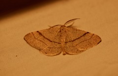 Adactylotis gesticularia