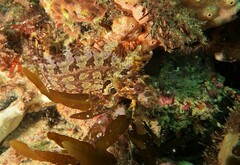 Heteroclinus roseus