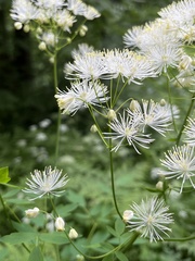 Thalictrum aquilegiifolium