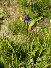Phyteuma betonicifolium