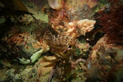 Heteroclinus roseus