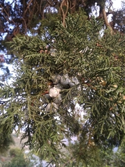 Cupressus torulosa
