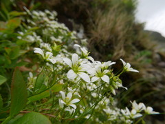 Saxifraga hypnoides