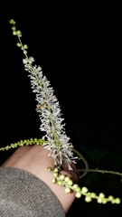 Actaea elata elata
