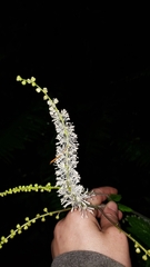 Actaea elata elata