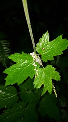 Actaea elata elata