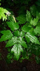 Actaea elata elata