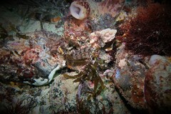Heteroclinus roseus