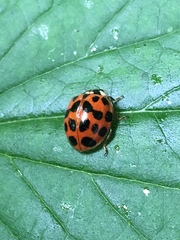 Harmonia axyridis