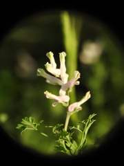 Fumaria macrocarpa