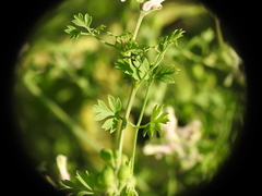 Fumaria macrocarpa