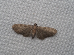 Eupithecia haworthiata