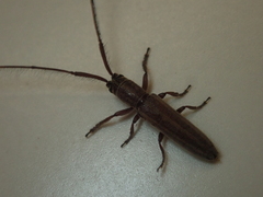 Pothyne rugifrons