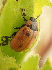 Gonioctena linnaeana