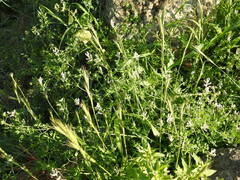 Fumaria macrocarpa