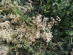 Trinia