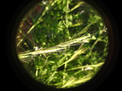 Hordeum bulbosum