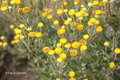 Helichrysum setosum