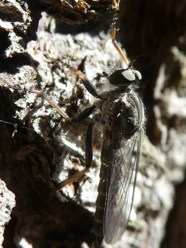 Paritamus geniculatus