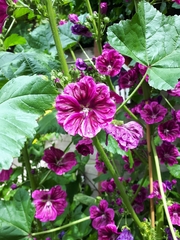 Malva sylvestris