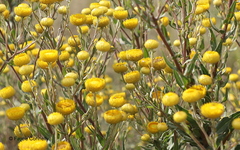 Helichrysum setosum