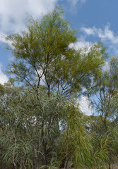 Acacia ramiflora