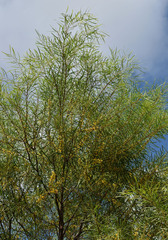 Acacia ramiflora