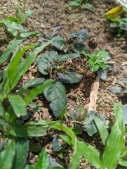 Strobilanthes reptans