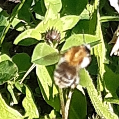 Bombus pascuorum