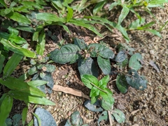 Strobilanthes reptans