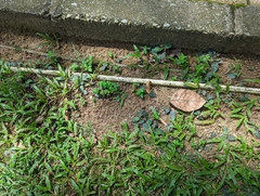 Strobilanthes reptans