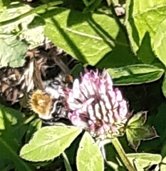 Bombus pascuorum