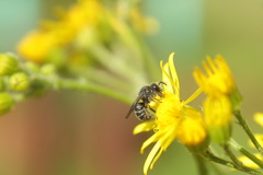 Stelis punctulatissima