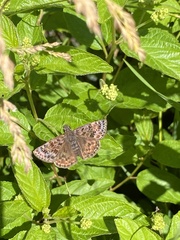 Erynnis martialis