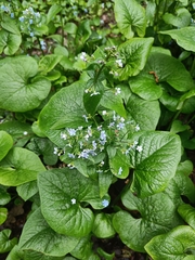 Brunnera sibirica