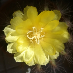 Parodia magnifica