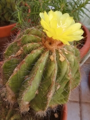 Parodia magnifica