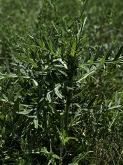 Cirsium ukranicum