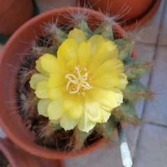 Parodia magnifica
