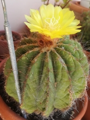 Parodia magnifica