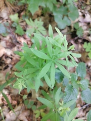 Galium intermedium