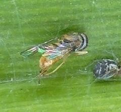 Toxomerus marginatus