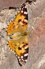 Vanessa cardui