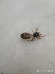Salticidae