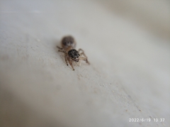 Salticidae