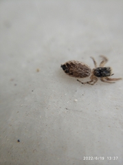 Salticidae