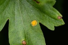 Puccinia caricina