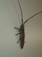 Pothyne rugifrons